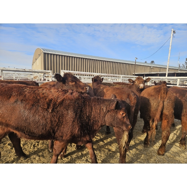 Lazy J Cattle Co. - 10 Red Heifers (Pen 301 - 303) 937# avg