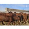 Image 1 : Lazy J Cattle Co. - 10 Red Heifers (Pen 301 - 303) 937# avg