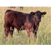 Image 5 : Storle Farms Ltd. - 600# October Delivery Steer Calves - 76 Head (Lake Alma, SK)