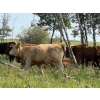 Image 13 : Wolverine Cattle Co. - 925# September Delivery Grass Heifers - 200 Head (Guernsey, SK)