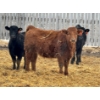 Image 3 : JDC AG - 900# June/July Delivery Heifers - 330 Head (Yorkton, SK)