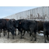 Image 2 : CS Livestock - 710# March Delivery Steers - 19 Head (Rimbey, AB)