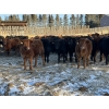 Image 1 : Reid Ranching Cremona - 590# January Delivery Steers - 100 Head (Cremona, AB)