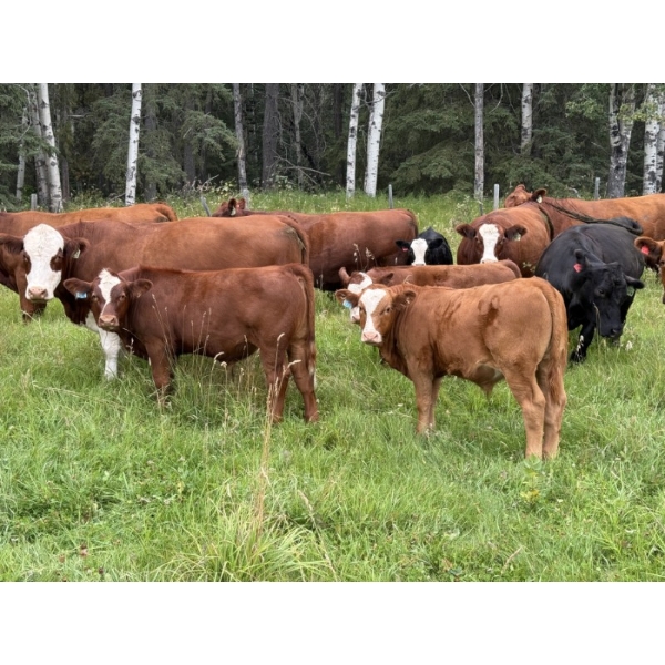 Les & Sharlene Bjorge - 600# October Delivery Steer Calves - 60 Head (Eckville, AB)