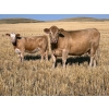 Image 3 : Niwa Ranching - 530# Heifer Calves - 65 Head (Acadia Valley, AB)