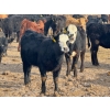 Image 3 : Luke & Jen Smith - 550# March Delivery Heifers - 110 Head (Rhein, SK)