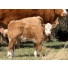 Image 4 : Sand Creek Enterprises - 580# October Delivery Heifer Calves - 23 Head (Duchess, AB)