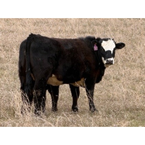 C & L Livestock - 25 BBF/BWF 2nd & 3rd Calf 3-Way Pairs (Edam, SK) VBP+