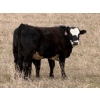 Image 1 : C & L Livestock - 25 BBF/BWF 2nd & 3rd Calf 3-Way Pairs (Edam, SK) VBP+