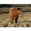 Image 7 : Hegedys Ranching - 990# January Delivery Steers - 64 Head (Acme, AB)