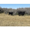 Image 4 : Ranch 71 Ltd. (Mark & Deb Osadczuk) - 14 Red/BWF Heifers 142 Red & Black Cows *HERD REDUCTION*