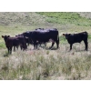 Image 2 : Sugarloaf Ranch Ltd. - 650# Oct/Nov Delivery Steer Calves - 93 Head (Kamloops, BC) VBP+
