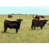 Image 5 : 20/20 Ranching Ltd. - 900# September Delivery Grass Heifers - 210 Head (Midale, SK)