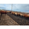 Image 4 : Cattlewood Farms Ltd. - 785# June Delivery Steers - 28 Head (Fincastle, AB)