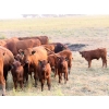 Image 5 : Twisted T Cattle Co. - 485# November Delivery Steer Calves - 110 Head (Carievale, SK)