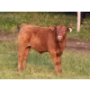 Image 7 : Cam Taylor/Trevor Campbell - 515# November Delivery Steer Calves - 180 Head (Wolseley, SK)