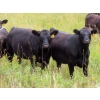 Image 6 : Taylor Enterprises Inc. - 875# September Grass Heifers - 210 Head (Wawota, SK)