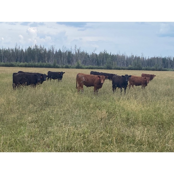 Avos Farms - 920# Sept/Oct Grass Steers - 520 Head (MacKay & Shining Bank, AB)