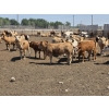 Image 5 : Ripple Rock Ranch - 750# June Delivery Heifers - 82 Head (Fincastle, AB)