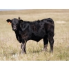 Image 3 : Bar 15 Ranch Ltd. - 620# October Delivery Steer Calves - 81 Head (Claresholm, AB)