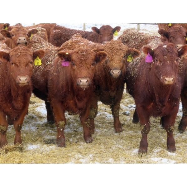 RBD Ranch - 950# March Delivery Steers - 38 Head (Milestone, SK)