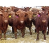Image 1 : RBD Ranch - 950# March Delivery Steers - 38 Head (Milestone, SK)