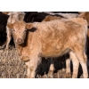 Image 7 : Copperfield Farming - 730# February Delivery Heifers - 120 Head (Vauxhall, AB)