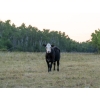 Image 8 : Tribar Ranching Co. - 450# Oct/Nov Delivery Steer Calves - 110 Head (Steep Rock, MB)