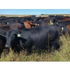Image 5 : JT Cholin Farms - 825# September Delivery Grass Heifers - 75 Head (Biggar, SK)