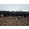 Image 4 : Amber Mountain Farms - 850# March Delivery Heifers - 200 Head (Fincastle, AB)