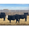 Image 6 : Jarokosky Farms - 900# March Delivery Steers - 138 Head (Lethbridge, AB)