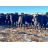 Image 2 : Woodland Farms - 1050# January Yearling Heifers - 134 Head (Keephills, AB)