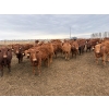 Image 4 : Pedersen Farms - 940# March Delivery Steers - 65 Head (Scandia, AB)