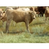 Image 4 : Ernie, Kathy & Kyle Lee - 580# Steer Calves - 90 Head (Hanna, AB)