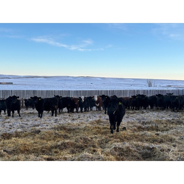 Kris Springer - 950# November Delivery Open Grass Heifers - 130 Head (Foam Lake, SK)