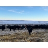 Image 1 : Kris Springer - 950# November Delivery Open Grass Heifers - 130 Head (Foam Lake, SK)