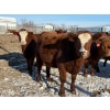 Image 5 : Greg Trewin - 30 RBF/RWF/Red Bred Heifers (Coulter, MB)