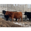 Image 5 : Long Haul Farms - 40 Exotic X April/May Calving Bred Cows (Steinbach, MB)