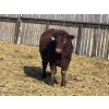 Image 11 : Knievel Farms - 825# March Delivery Steers - 70 Head (Trochu, AB)