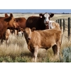 Image 4 : Logan Brothers (Rod, Barry & Bruce) - 695# Steer Calves - 80 Head (Oyen, AB)