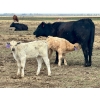 Image 11 : Blue Moon Cattle Co. - 30 1st Calf Black Angus X Pairs (Irricana, AB)