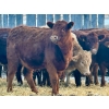 Image 6 : Blue Moon Cattle Co. - 800# March Delivery Weaned Heifers - 60 Head (Irricana, AB)