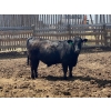 Image 4 : Aart Beekman - 1025# May Delivery Steers - 180 Head (Coaldale, AB)