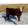 Image 8 : Lazy J Cattle Co. - 900# October Delivery Grass Steers - 120 Head (Cochrane, AB)