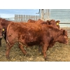 Image 11 : RBD Ranch - 950# January Delivery Steers - 65 Head (Milestone, SK)