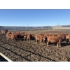 Image 2 : 6U Cattle Company - 70 Red Angus X Replacement Heifers (Manning, AB)