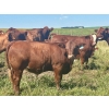 Image 8 : Mullen Land & Cattle Co. - 700# September Delivery Steer Calves - 86 Head (Peers, AB)
