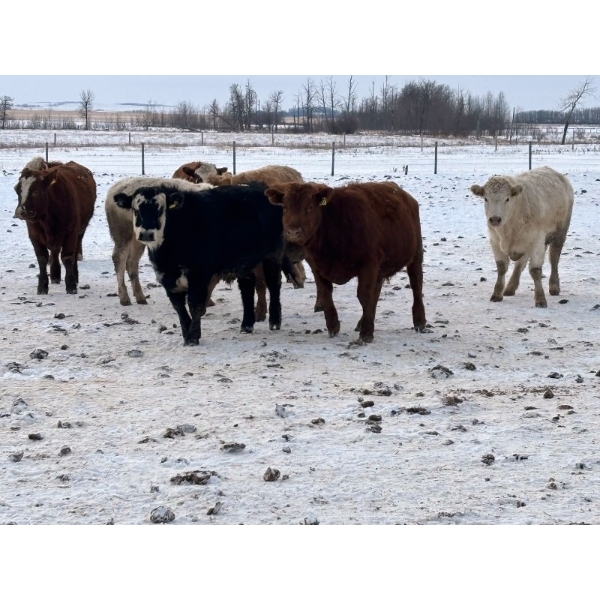 Hines Ranching - 900# Dec/Jan Delivery Yearling Steers - 70 Head (Marwayne, AB)