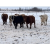 Image 1 : Hines Ranching - 900# Dec/Jan Delivery Yearling Steers - 70 Head (Marwayne, AB)
