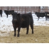 Image 2 : Martin DeVos - 675# March Delivery Steers - 95 Head (Fork River, MB) ***ADDED LOT***